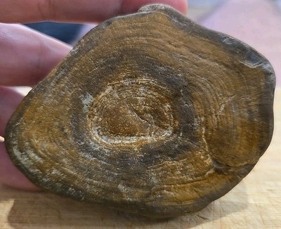 Petrified Wood Fossil Slice Tree Stump Cross Section Growth Rings Rare Australia