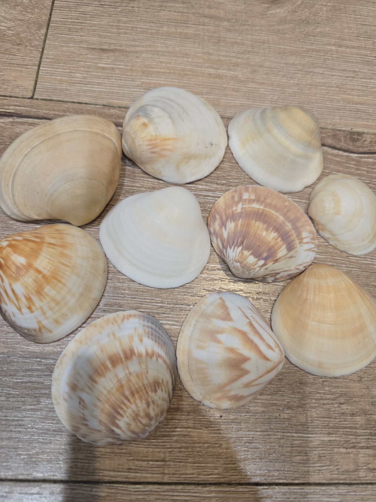 10x Natural Sea Shells Mixed 3-6cm Seashells Beach Craft Coastal Decor Aquarium